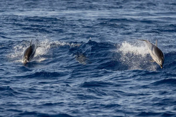 Delfino Striato Che Salta Fuori Dal Mare — Foto Stock