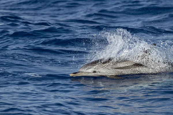 Delfín Rayado Saltando Fuera Del Mar — Foto de Stock