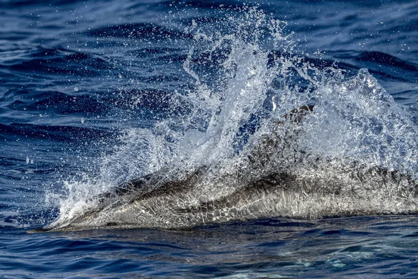 海の外に飛び込むイルカ — ストック写真