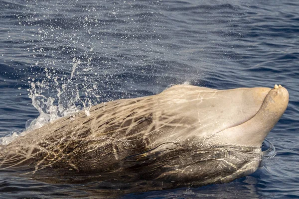 Dolphin Όνομα Φάλαινα Του Κυβιέ Εξαιρετικά Σπάνιο Δείτε — Φωτογραφία Αρχείου