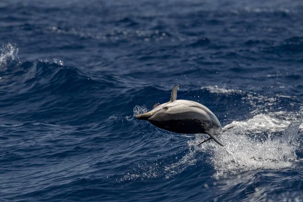 Delfín Rayado Saltando Fuera Del Mar — Foto de Stock