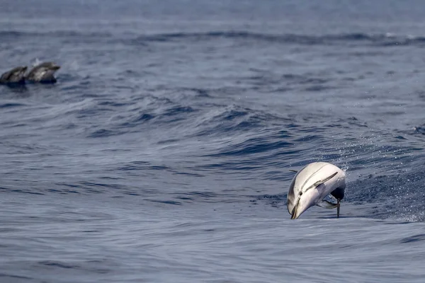 Csíkos Delfin Ugrás Kívül Tenger — Stock Fotó