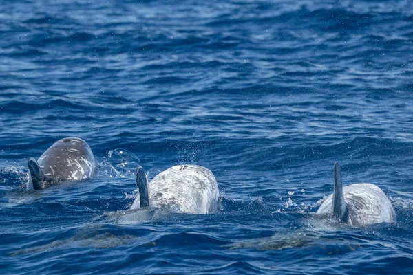 Risso Dolphin Grampus Στον Ατλαντικό Ωκεανό Των Αζορών — Φωτογραφία Αρχείου