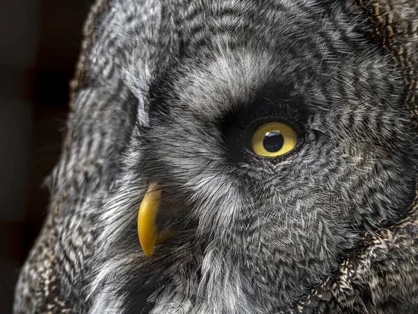 Gran Búho Gris Strix Nebulosa Ave Presa Cerca Ojos Retrato — Foto de Stock