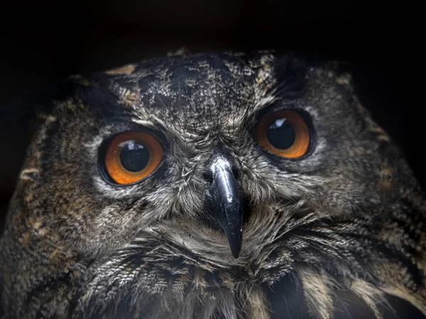 Gufo Reale Bubo Capensis Uccello Africano Ritratto — Foto Stock