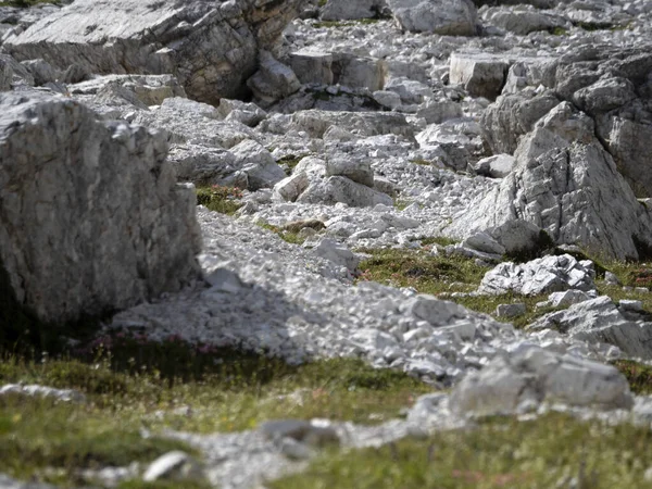 Murmeldjur Vid Tre Toppar Lavaredo Dolomiter Berg Panorama Landskap Sommaren — Stockfoto