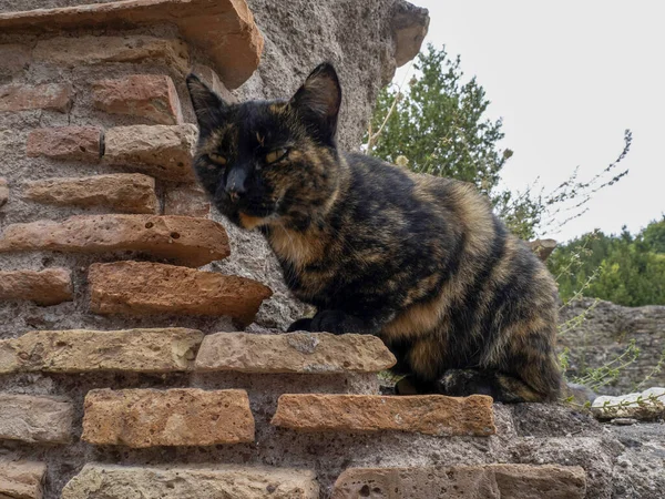 Cat Hiding Old Ancient Ostia Archeological Site Ruins — Stock Photo, Image