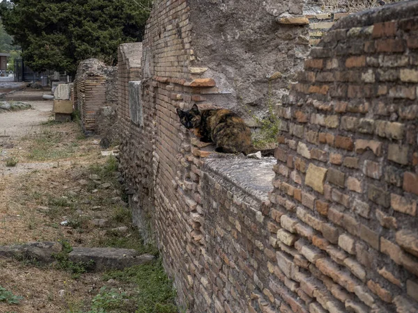 Кіт Ховається Старовинному Археологічному Місці Остії Руїни — стокове фото