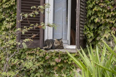Roma 'da penceredeki kedi sana bakıyor ve rahatlıyor.