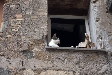 Roma 'da penceredeki kedi sana bakıyor ve rahatlıyor.