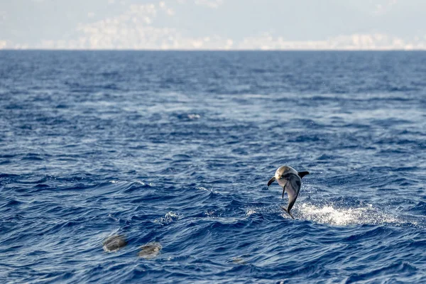 Delfín Rayado Saltando Fuera Del Mar — Foto de Stock