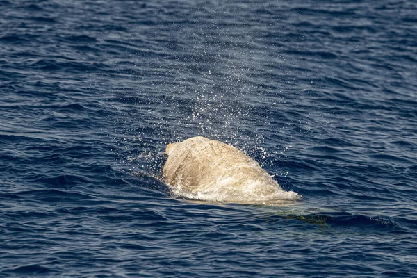 Dolphin Jméno Cuvier Velryba Ultra Vzácné Vidět — Stock fotografie