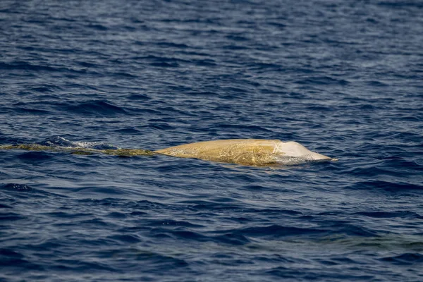 Dolfijn Naam Cuvier Walvis Ultra Zeldzaam Zien — Stockfoto