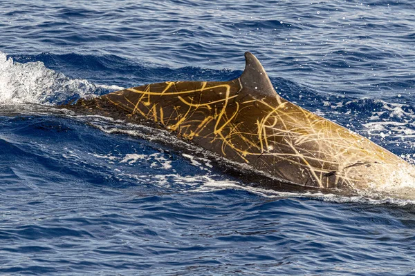 Nombre Delfín Ballena Cuvier Ultra Raro Ver — Foto de Stock