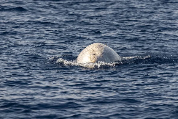 Nazwa Delfina Cuvier Whale Ultra Rare See — Zdjęcie stockowe