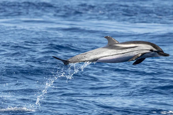 Randig Delfin Hoppar Utanför Havet — Stockfoto