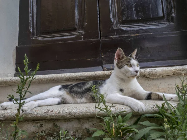 Katze Vor Der Haustür Rom Schaut Dich Und Entspannt Dich — Stockfoto