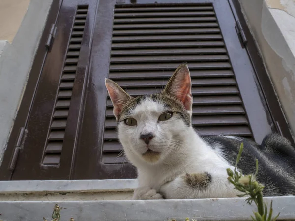 Gato Porta Casa Roma Olhando Para Você Relaxante — Fotografia de Stock