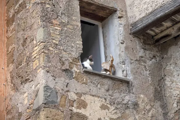 Katt Vid Fönstret Rom Tittar Dig Och Avkopplande — Stockfoto