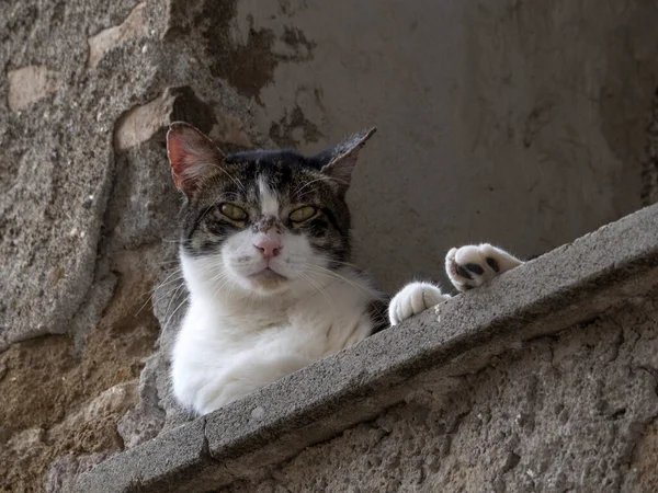 Gato Janela Casa Roma Olhando Para Você Relaxante — Fotografia de Stock