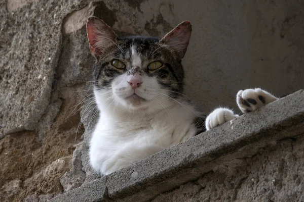 Gato Janela Casa Roma Olhando Para Você Relaxante — Fotografia de Stock