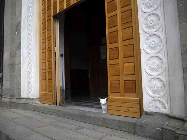 Katze Der Kirche Von Riomaggiore Cinque Terre Malerisches Dorf Ligurien — Stockfoto