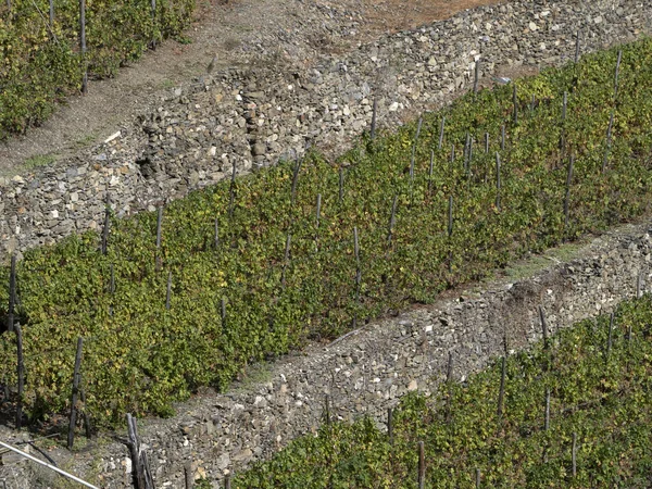 Cinque Terre Wine Grapevine Historiskt Arv — Stockfoto