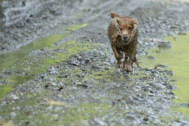 mutlu köpek İngiliz cocker spaniel için çalışırken