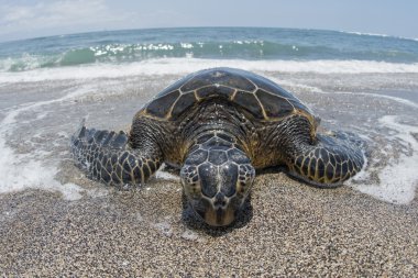 Green Turtle on sandy beach clipart