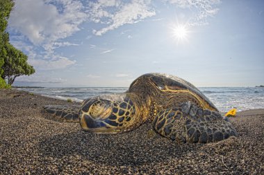 Green Turtle on sandy beach clipart