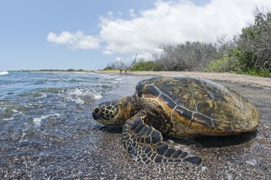 Green Turtle on sandy beach clipart