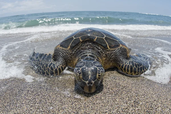 Tartaruga verde na praia arenosa — Fotografia de Stock