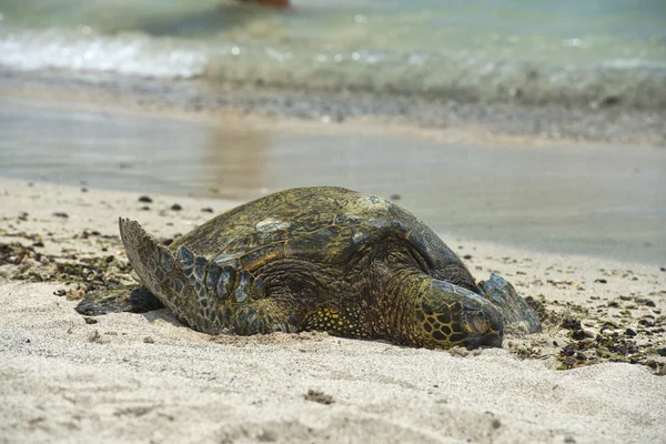 Grön havssköldpadda på sandstrand — Stockfoto