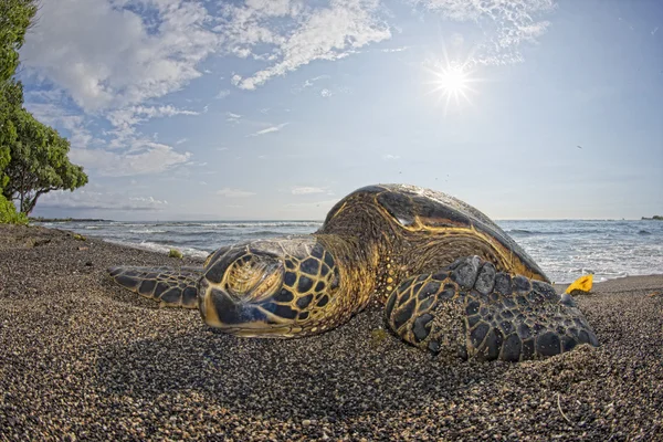 砂浜でのアオウミガメ — ストック写真