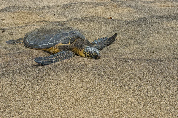 Zielony żółw na plaży — Zdjęcie stockowe