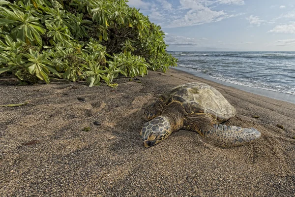 Grön havssköldpadda på sandstrand — Stockfoto