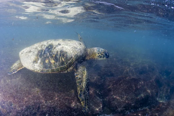 Zielony żółw pod wodą zamknąć w pobliżu brzegu — Zdjęcie stockowe