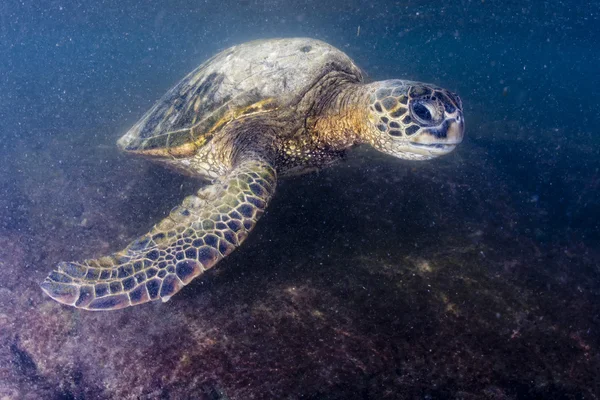 Grön havssköldpadda under vattnet nära håll nära stranden — Stockfoto