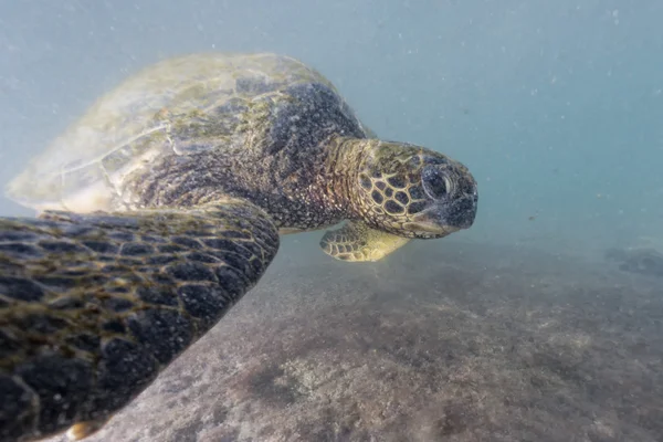 Grön havssköldpadda under vattnet nära håll nära stranden — Stockfoto