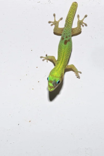 Ouro pó dia Gecko enquanto olha para você — Fotografia de Stock