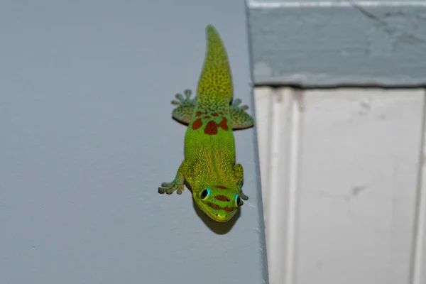 Ouro pó dia Gecko enquanto olha para você — Fotografia de Stock