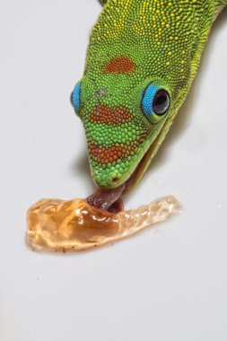Sana bakmak ise altın tozu gün gecko