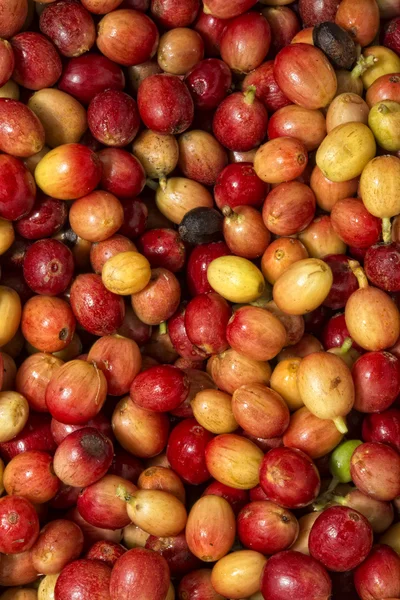 Volwassen koffie zaden kona hawaii — Stockfoto