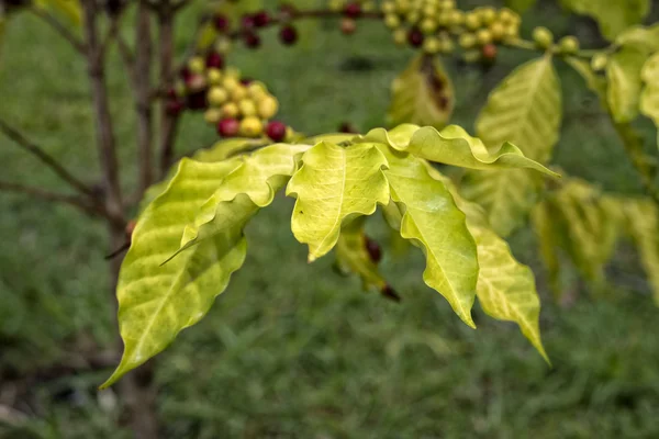 Mature coffee seeds kona hawaii — Stock Photo, Image