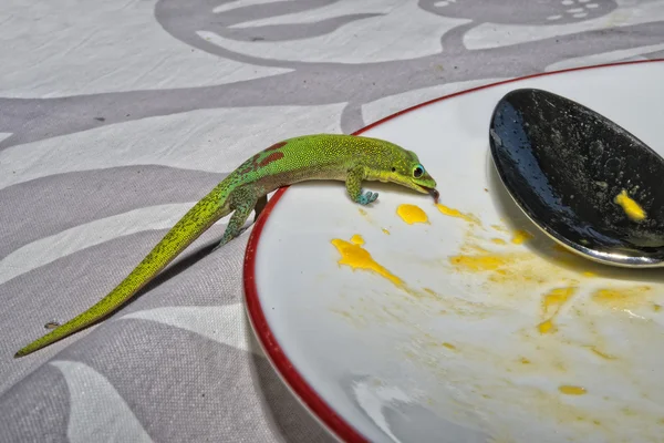 Geco giorno polvere d'oro mentre si mangia mango — Foto Stock