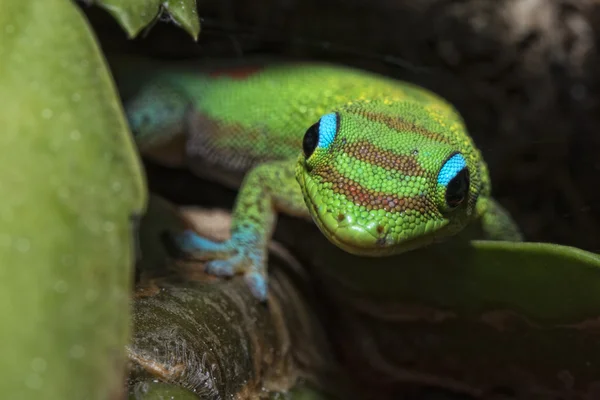 Ouro pó dia Gecko enquanto olha para você — Fotografia de Stock