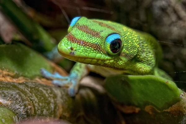 Guldstoft dag gecko medan du tittar på du — Stockfoto