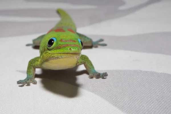 Gold dust day gecko while looking at you — Stock Photo, Image
