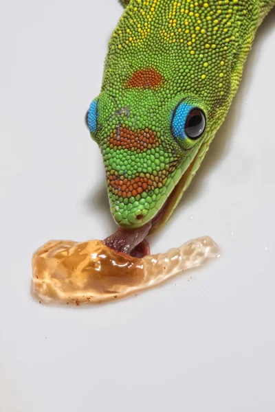 Día de polvo de oro gecko mientras te mira — Foto de Stock