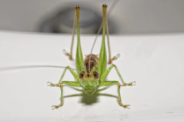 Grillo rojo y verde sobre blanco — Foto de Stock